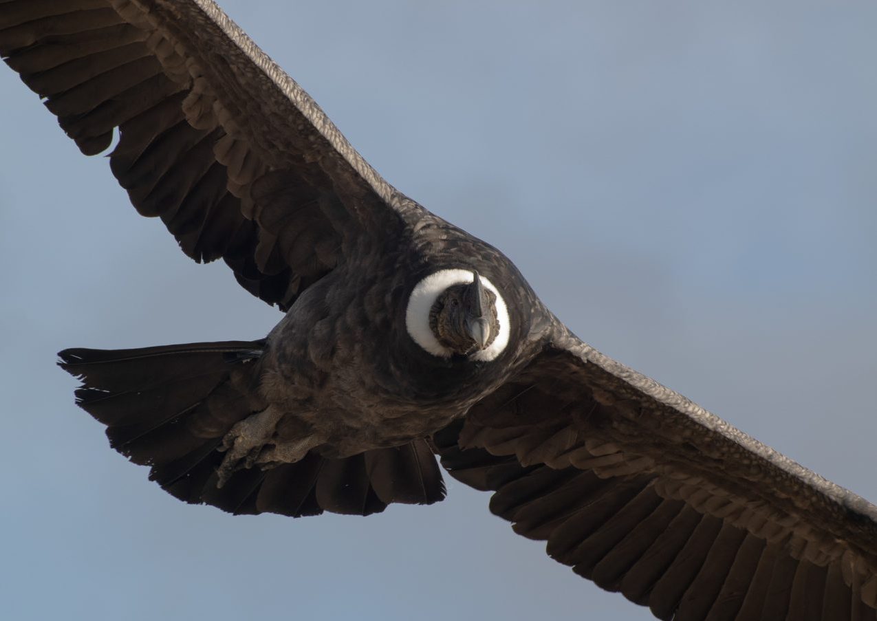 avistamiento de condores - carretera austral