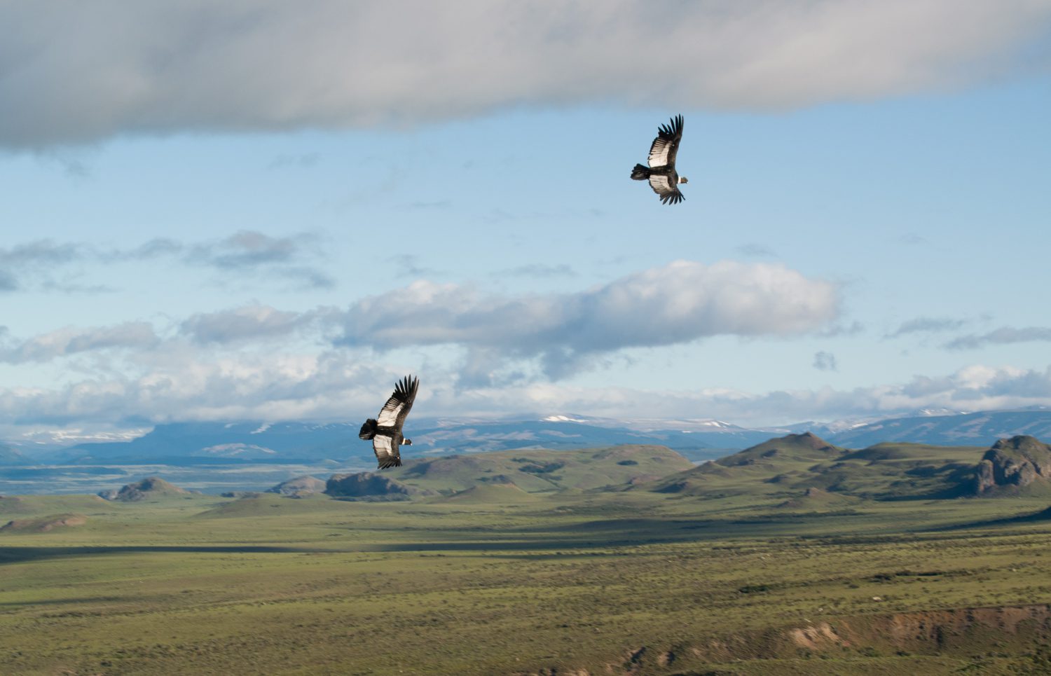 PAREJA DE CÓNDORES EN VUELO SINCRONIZADO